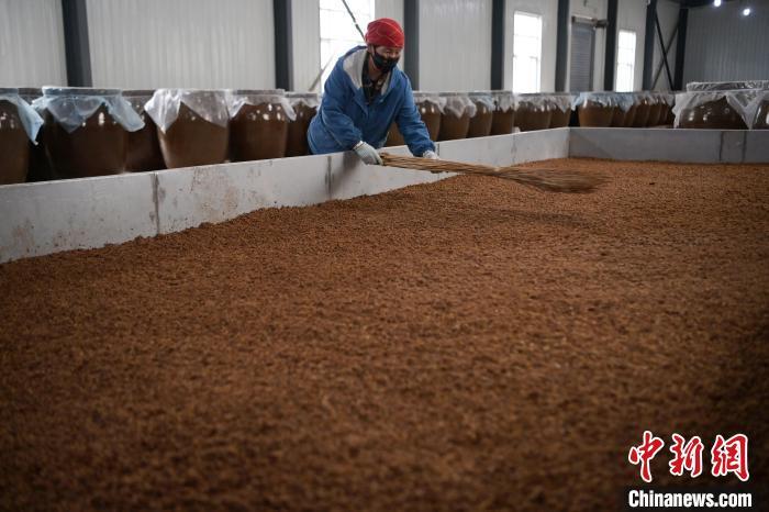 圖為5月10日，工作人員整理鋪撒的酒醅。九美旦增　攝