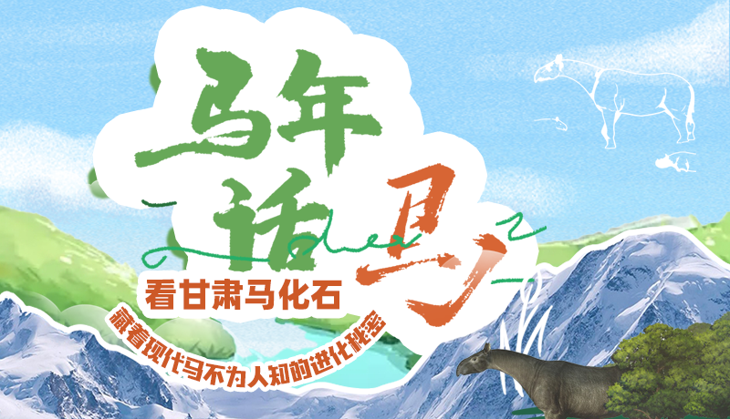 馬年話(huà)?cǎi)R|看甘肅馬化石 藏著現(xiàn)代馬不為人知的進(jìn)化秘密