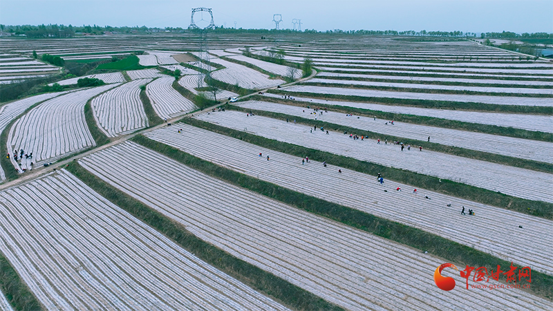 崇信：千畝巨菌草栽種忙 產(chǎn)業(yè)振興添動(dòng)能