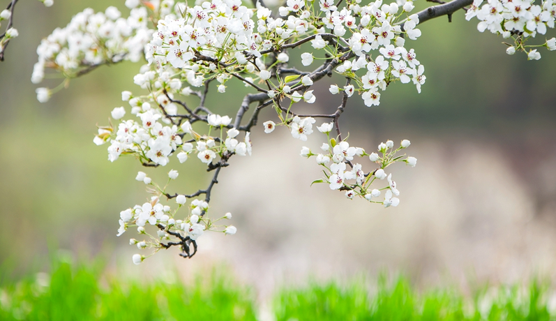 【小隴畫(huà)報(bào)·489期】臨洮：杏花染春 牡丹紅透洮河畔