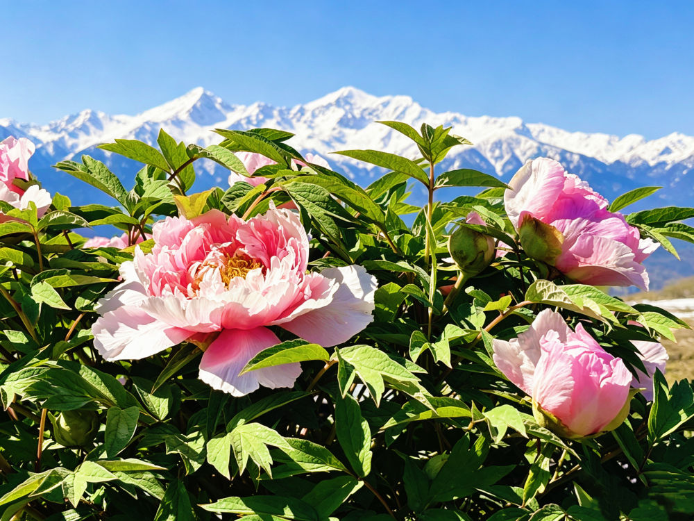 甘肅臨夏：牡丹花開(kāi) 國(guó)色天香